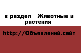  в раздел : Животные и растения 